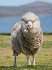 Merino sheep. Sheep farming of great economic importance to the Falkland Islands, Volunteer Point Art Print